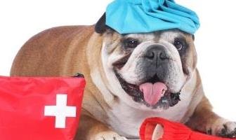 Best First Aid Kits for Bulldog