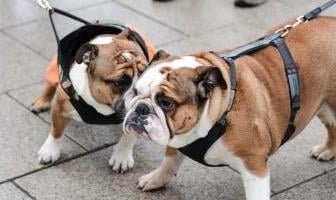 Best Harnesses for Bulldog