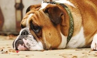 Best Separation Anxiety Toys for Bulldog