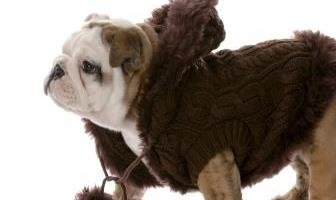 Best Sweaters for Bulldog